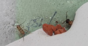„Darf ich rauskommen?" :)