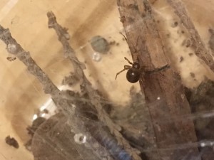 Muttertier, vermutlich Steotoda sp.