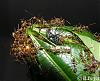 B.Beyer_Big Mama 001.jpg