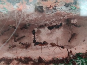 Hier ein Bild der entflügelten "Prinzessin" die an der Decke hängt