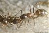 Camponotus-2007-010-(640)+C.jpg