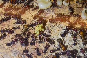Messor cephalotes dabei "Ameisenbrot" aufzubereiten