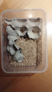Die neu "eingerichtete" Box