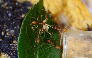 Oecophylla smaragdina  Heimchen erbeutet.jpg