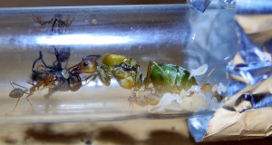 Oecophylla smaragdina Königin leckt an Insekt.jpg