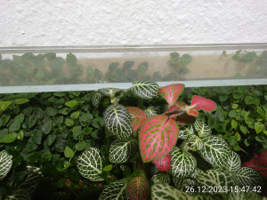 IMG_20231226_154742.jpg