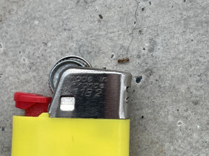 Eine der Temnothorax-Kolonien die ich gefangen habe wurde auf dem Balkon ausgesetzt, war diesen Frühling sehr erfreut zu sehen dass sie noch da sind!