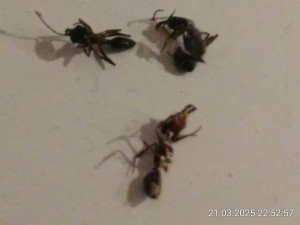 IMG_20250321_225257.jpg