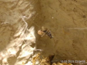 IMG_20250310_230453.jpg
