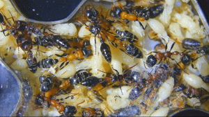 Tetraponera rufonigra geschlüpfte Ameisen.gif