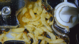 Tetraponera rufonigra Nest 2.gif