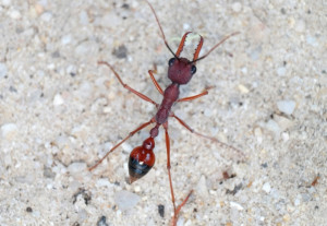 M.nigriscapa.jpg